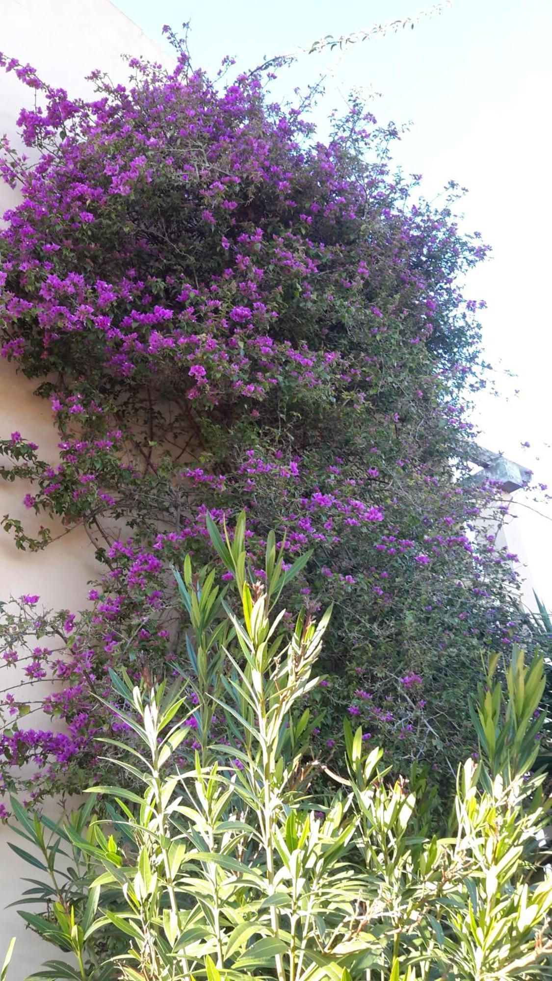 Finca Alqueria Fosca كامبوس المظهر الخارجي الصورة